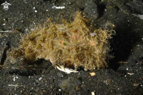 A Hairy Frogfish