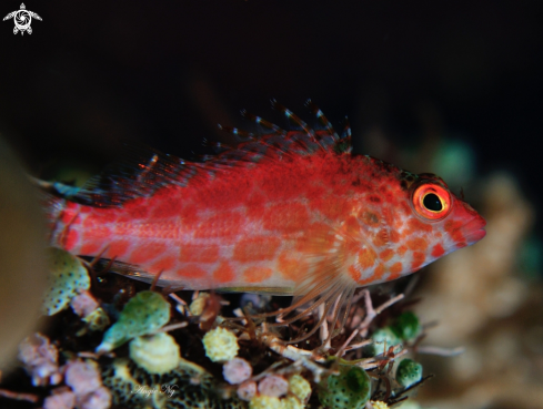 A Hawkfish