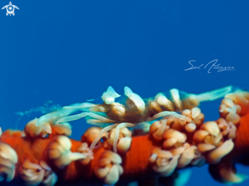 A Zanzibar whip coral shrimp | Zanzibar whip coral shrimp