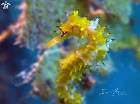 A Hippocampus histrix | Thorny Seahorse