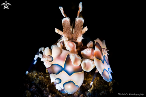 A Harlequin shrimp