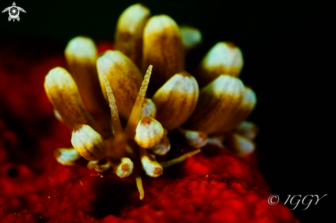 A nudibranch