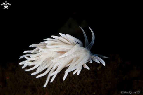 A Phyllodesmium | Phyllodesmium