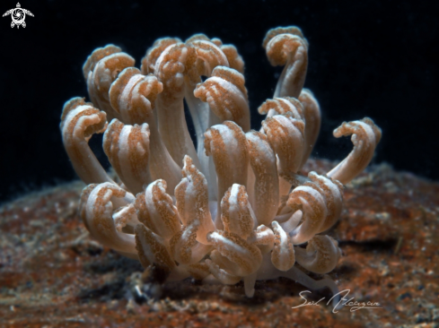 A Phyllodesmium Jacobsen | Mimic Nudibranch