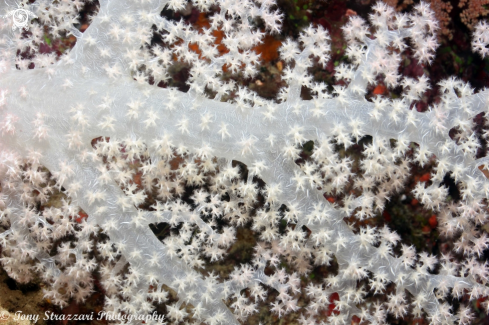 A White softcoral