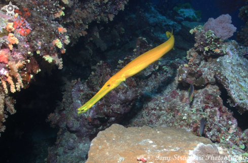 A Trumpetfish