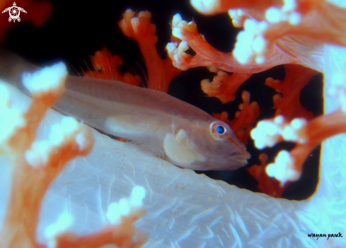 A GOBY