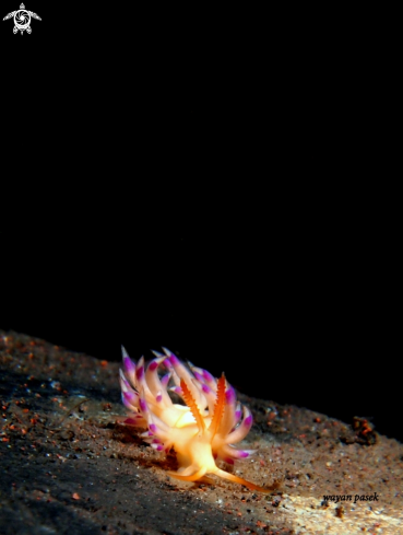 A nudi