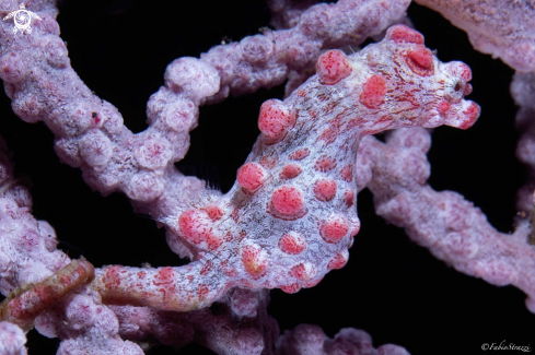 A Pigmy seahorse