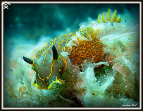 A nudi branch