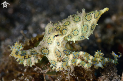 A Blue ring octopus