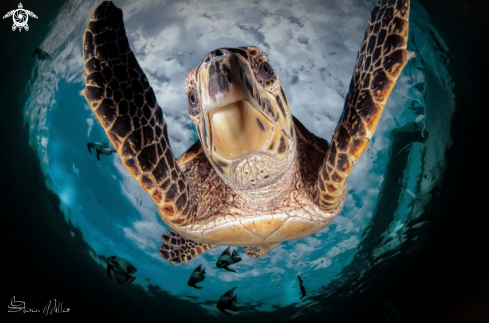 A Sea Turtle