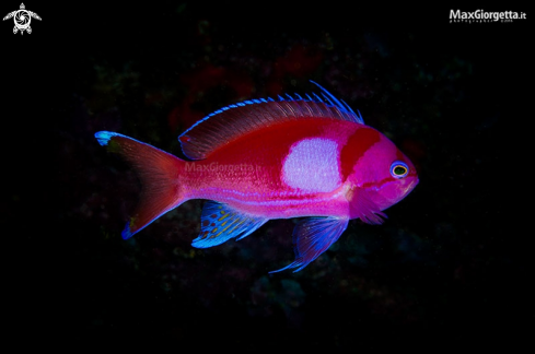 A Pseudanthias pleurotaenia | squarespot anthias 