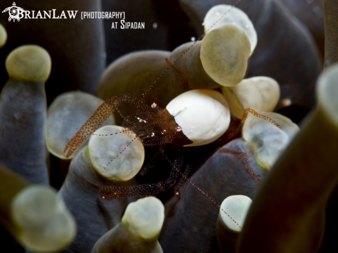 A Egg Shell Shrimp