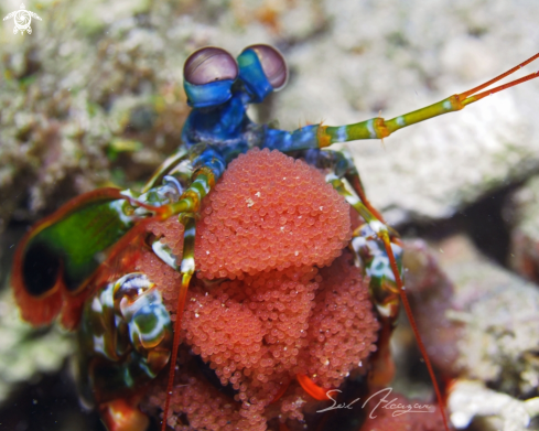 A Odontodactylus scyallarus | Mantis shrimp