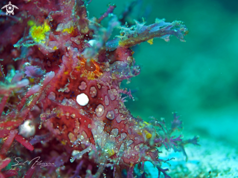 A Rhinipias Frondoso | weedy scorpionfish