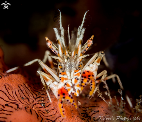 A Spiny tiger shrimp