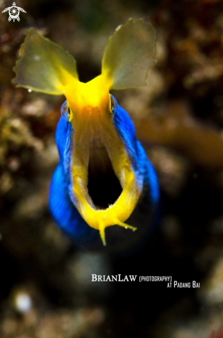 A Ribbon Eel