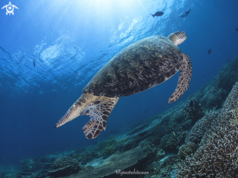 A Chelonia mydas | Green Turtle