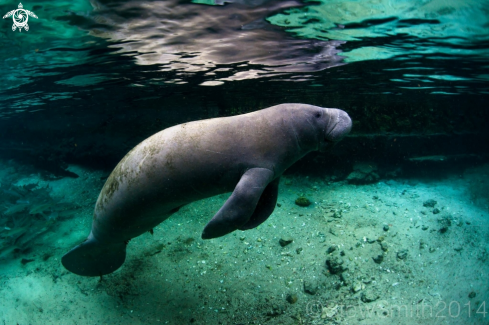 A Manatee