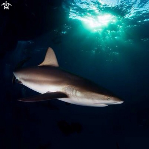 A Caribbean Reef Shark