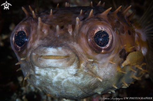 A Cyclichthys orbicularis