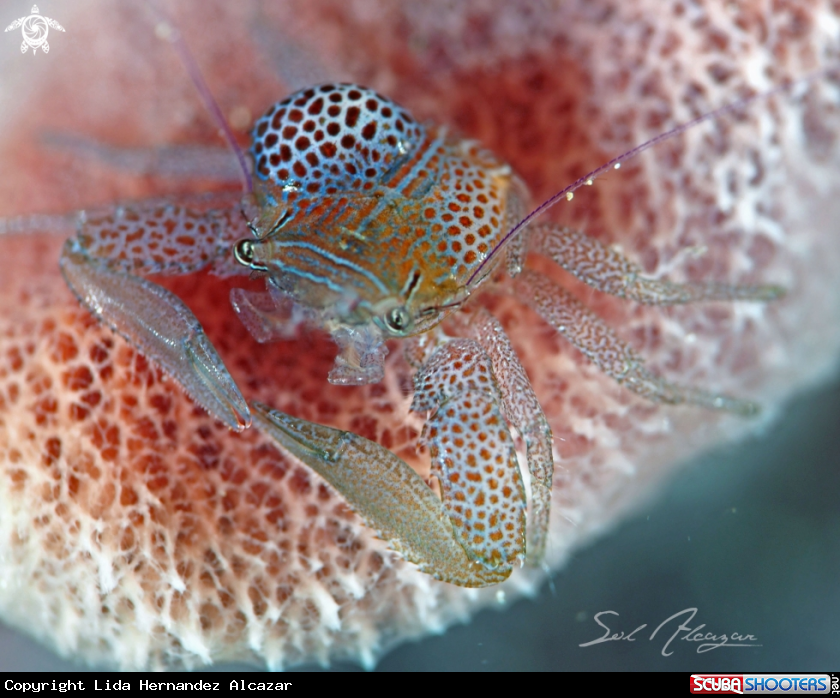A porcelain crab with parasite