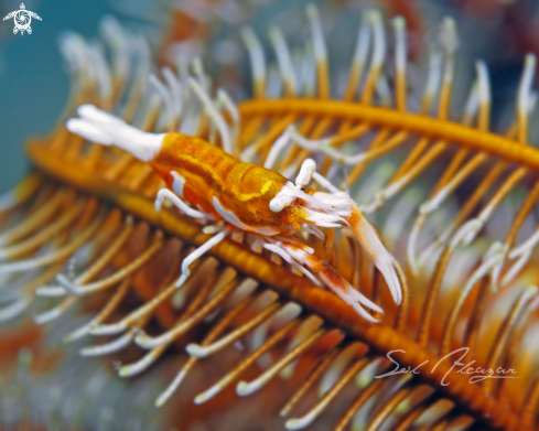 A Hippolyte catagrapha | crinoid shrimp