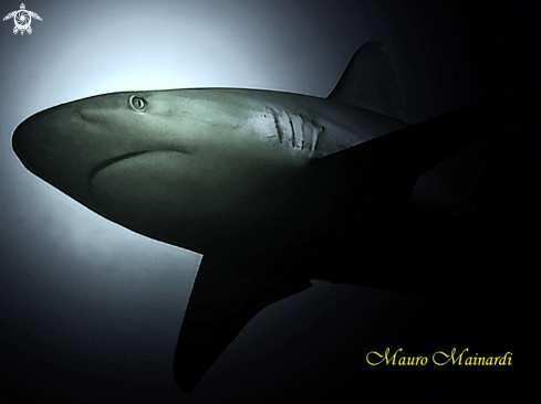 A Grey shark