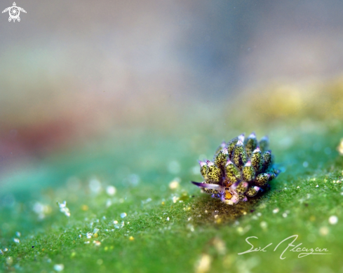 A costasiella kuroshimae | nudibranch