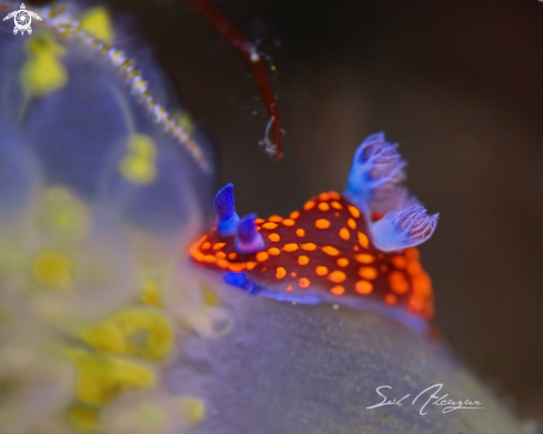 A nembrotha sp | nembrotha sp