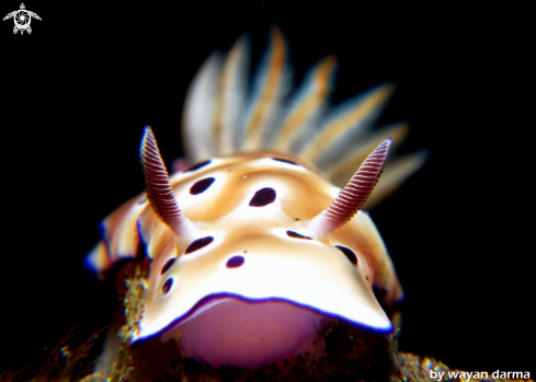 A hypselodoris tryoni 