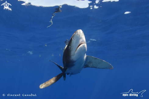 A Oceanic Whitetip Shark