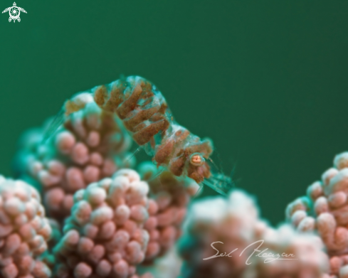 A soft coral shrimp 