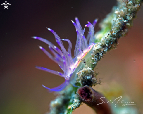 A Nudibranch