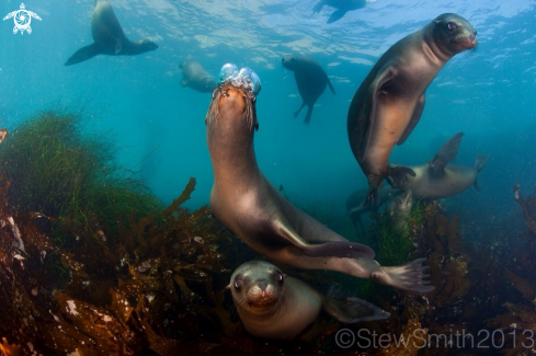 A Sea Lion