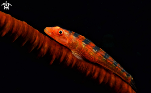 A The Common Ghost goby