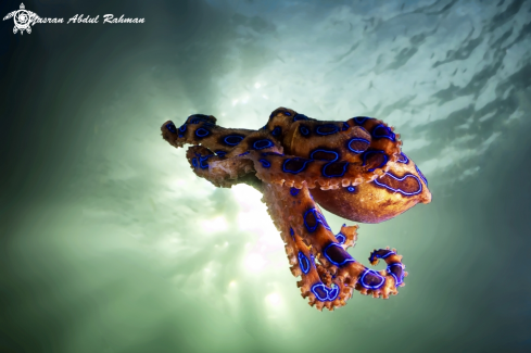 A Blue Ringed Octopus