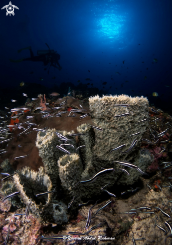 A Underwater Seascape