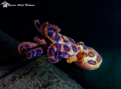 A Blue Ringed Octopus