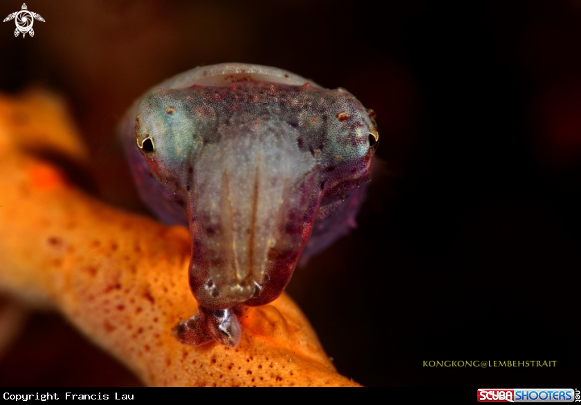 A Pygme octopus
