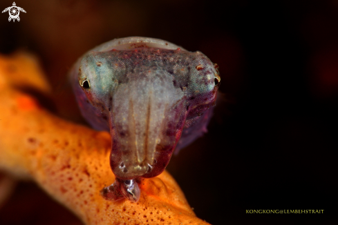 A Pygme octopus