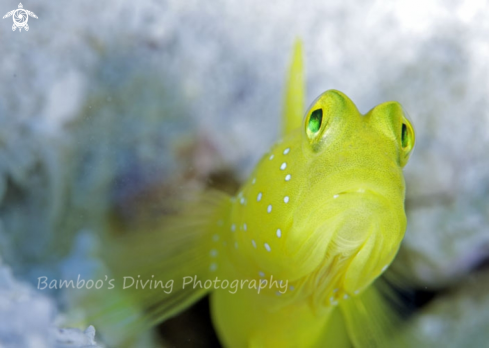 A underwater creature