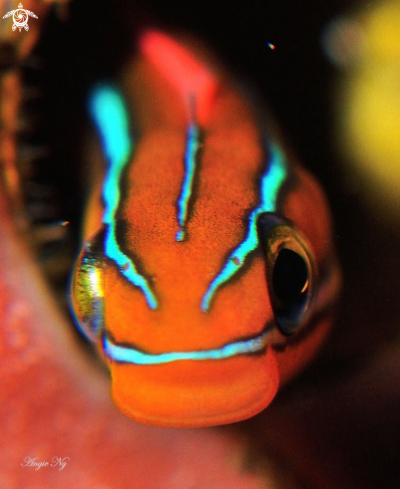 A Worm blenny