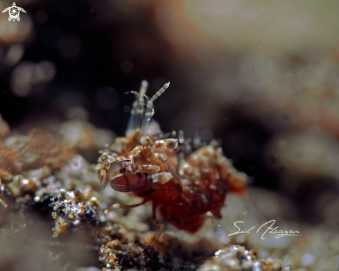 A Phyllognathia simplex | Simplex shrimp
