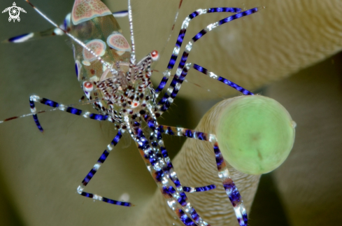 A spotted anemone shrimp