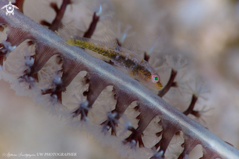 A Pleurosicya mossambica (Ghostgoby) |  Pleurosicya mossambica (Ghostgoby)