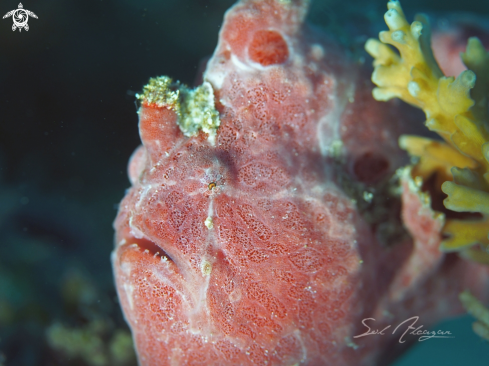 A Antennarius pictus | frogfish