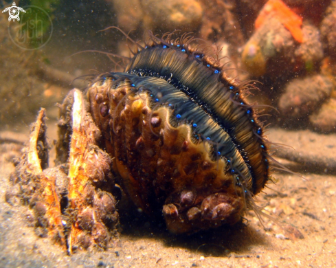 A Bay Scallop