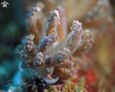 A Phyllodesmium tuberculatum | Nudibranch